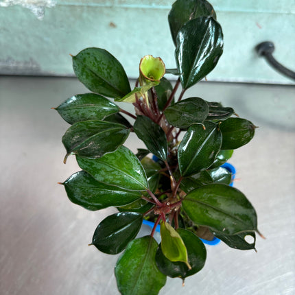 Vibrant Bucephalandra Red Heart Aquarium Plant - Easy Live Aquatic Decor