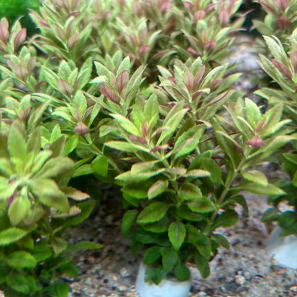 Vibrant Red Limnophila Aromatica Mini Aquatic Plant for Stunning Aquascape