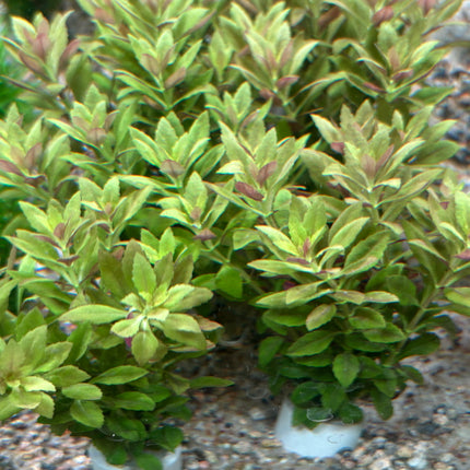 Vibrant Red Limnophila Aromatica Mini Aquatic Plant for Stunning Aquascape