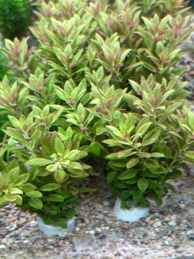 Vibrant Red Limnophila Aromatica Mini Aquatic Plant for Stunning Aquascape