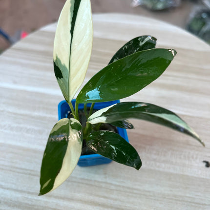 Rare White Anubias Heterophylla Live Aquarium Plant - Easy Care Freshwater Beauty