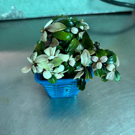 Vibrant Bucephalandra Pink Brownie Ghost Live Aquatic Plant for Aquariums