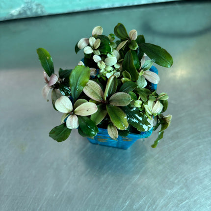 Vibrant Bucephalandra Pink Brownie Ghost Live Aquatic Plant for Aquariums