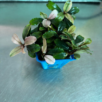 Vibrant Bucephalandra Pink Brownie Ghost Live Aquatic Plant for Aquariums