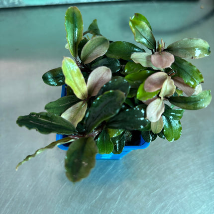 Vibrant Bucephalandra Pink Brownie Ghost Live Aquatic Plant for Aquariums