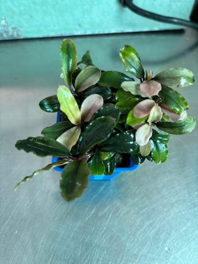 Vibrant Bucephalandra Pink Brownie Ghost Live Aquatic Plant for Aquariums