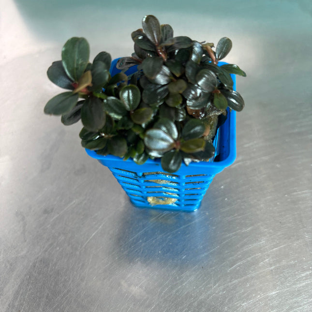 Bucephalandra Neo: Easy Low Light Aquatic Foreground Plant, No CO2 Needed