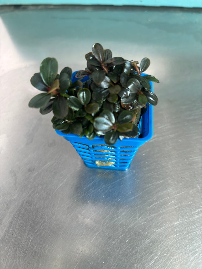 Bucephalandra Neo: Easy Low Light Aquatic Foreground Plant, No CO2 Needed
