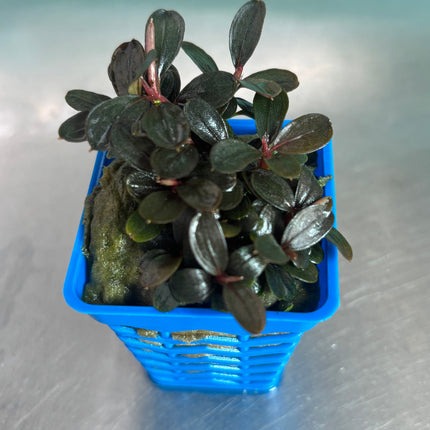 Bucephalandra Neo: Easy Low Light Aquatic Foreground Plant, No CO2 Needed