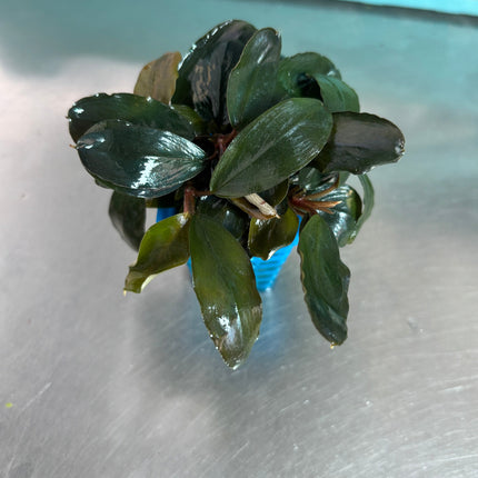 Vibrant Bucephalandra Lagoon Aquatic Plant for Stunning Freshwater Aquariums