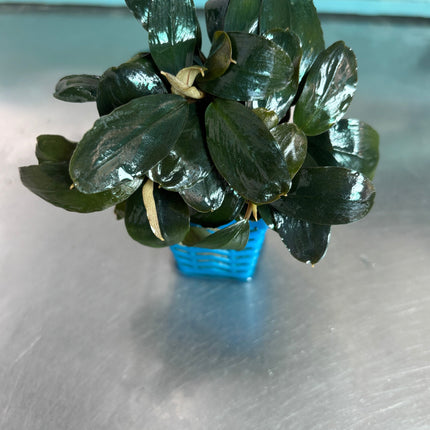 Vibrant Bucephalandra Lagoon Aquatic Plant for Stunning Freshwater Aquariums