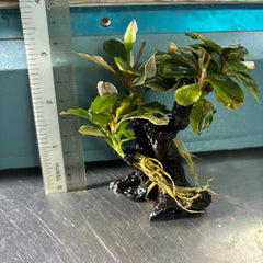 Vibrant Bucephalandra Pink Melawi: Live Aquarium Plant on Mini Wood - Easy Care