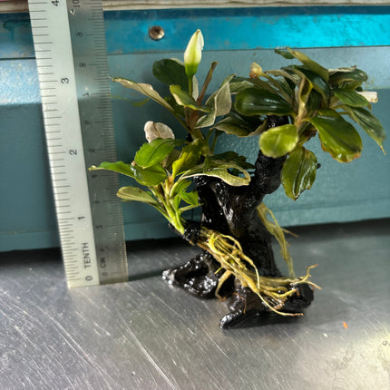 Vibrant Bucephalandra Pink Melawi: Live Aquarium Plant on Mini Wood - Easy Care