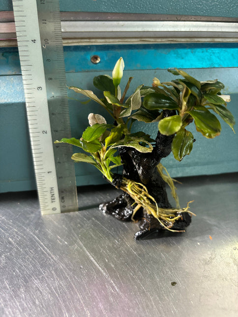 Vibrant Bucephalandra Pink Melawi: Live Aquarium Plant on Mini Wood - Easy Care