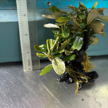 Vibrant Bucephalandra Pink Melawi: Live Aquarium Plant on Mini Wood - Easy Care