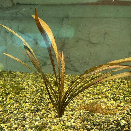 Vibrant Cryptocoryne Spiralis Tiger Live Aquatic Plant for Midground Aquariums