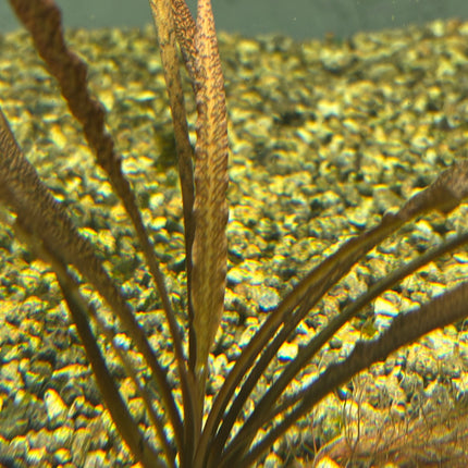 Vibrant Cryptocoryne Spiralis Tiger Live Aquatic Plant for Midground Aquariums