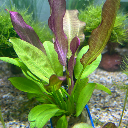 Vibrant Echinodorus Oriental Aquatic Plant: Easy Care, Midground Aquarium Decor