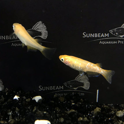 Red stardust ricefish 2cm