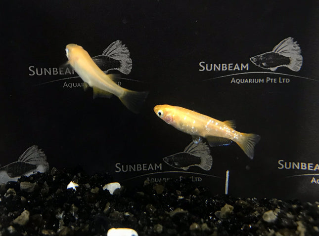 Red stardust ricefish 2cm