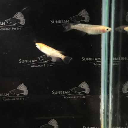 Golden stardust ricefish 2cm
