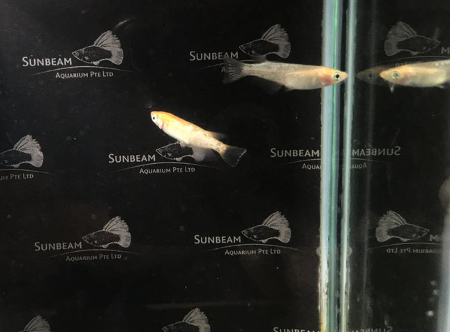 Golden stardust ricefish 2cm