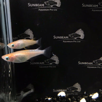 Red and white stardust ricefish 2cm