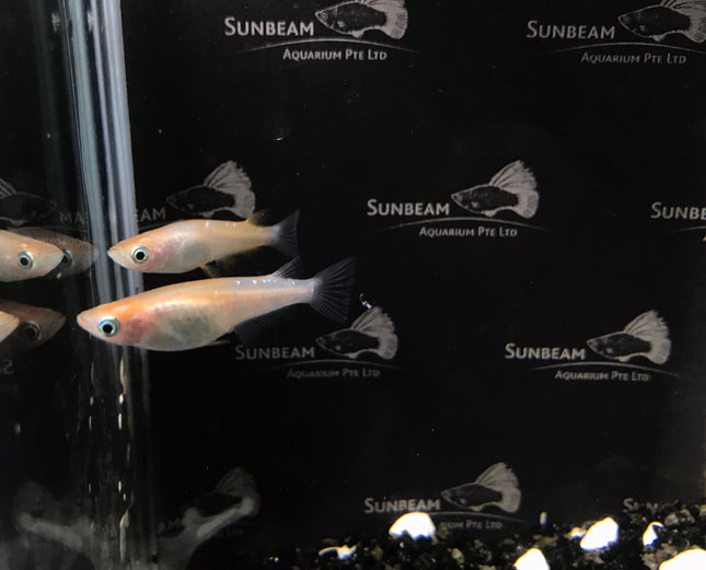 Red and white stardust ricefish 2cm
