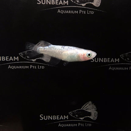 Blue diamond ricefish 2cm