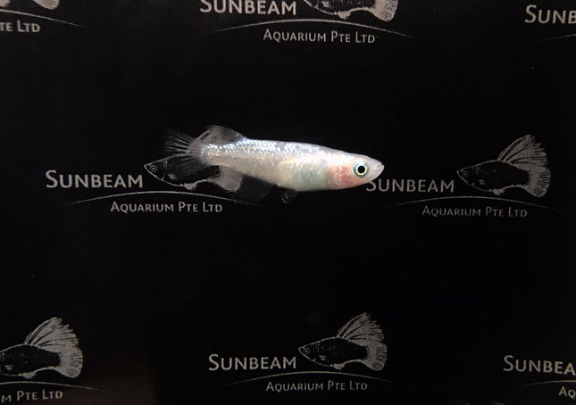 Blue diamond ricefish 2cm