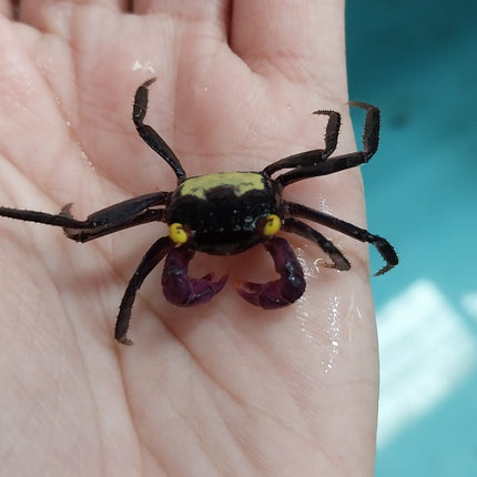 Purple leg vampire crab 2cm x 5pc