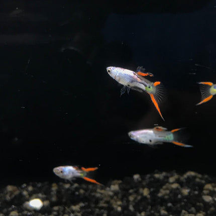 Metallic silver endler Male 1.5cm