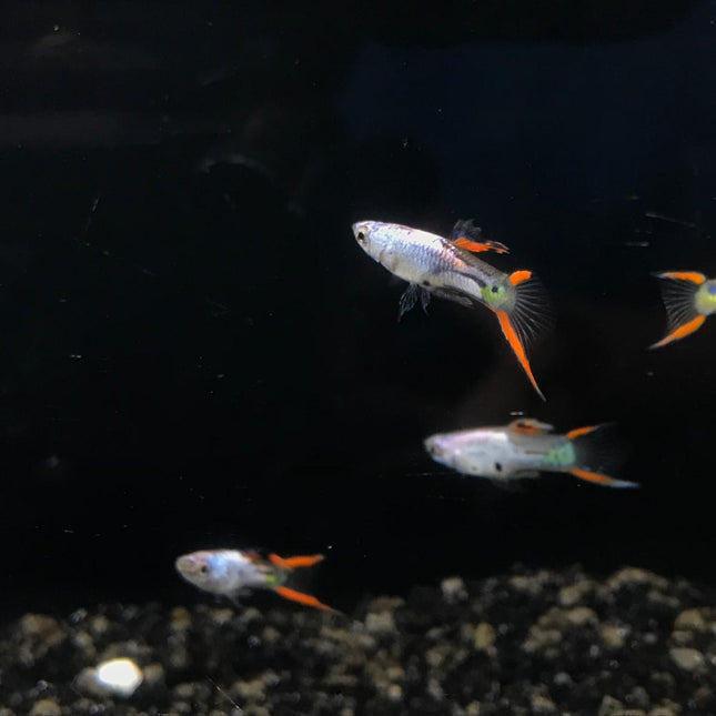 Metallic silver endler Male 1.5cm