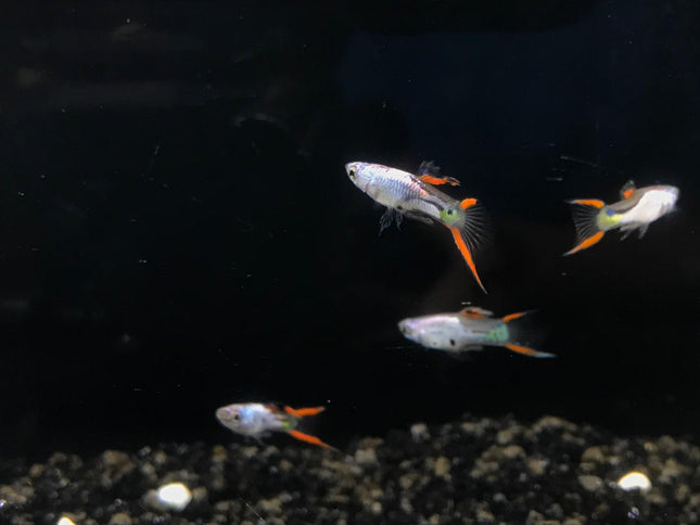 Metallic silver endler Male 1.5cm