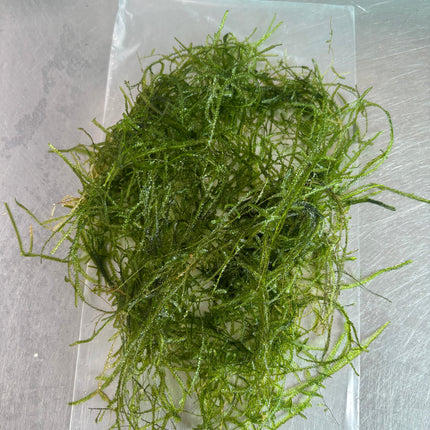 Java moss (Vesicularis dubyana)(Packet) - Live Aquarium Moss Plant