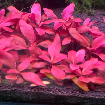 Vibrant Alternanthera Reineckii 'Denmark Rose' Live Aquarium Plant - Stunning Red Foliage