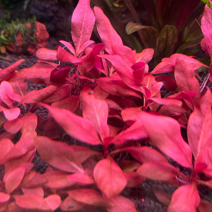 Vibrant Alternanthera Reineckii 'Denmark Rose' Live Aquarium Plant - Stunning Red Foliage