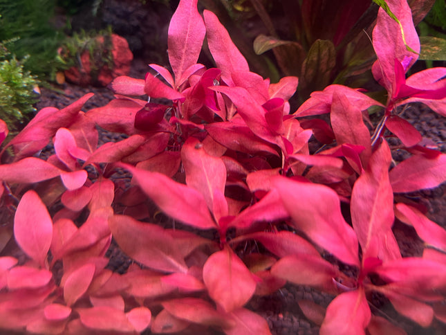 Vibrant Alternanthera Reineckii 'Denmark Rose' Live Aquarium Plant - Stunning Red Foliage