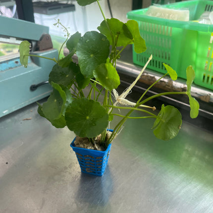 Aquatic Pennywort Live Plant - Easy Care Midground Aquarium Decor