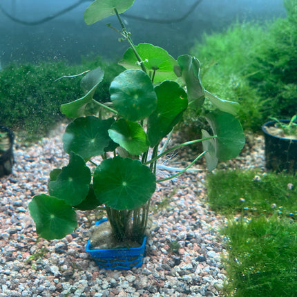 Aquatic Pennywort Live Plant - Easy Care Midground Aquarium Decor