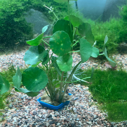 Aquatic Pennywort Live Plant - Easy Care Midground Aquarium Decor