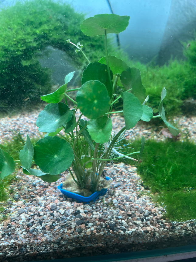 Aquatic Pennywort Live Plant - Easy Care Midground Aquarium Decor