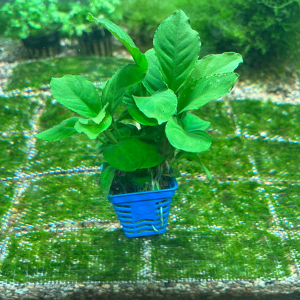 Vibrant Anubias Apple Green Aquarium Plant for Easy Low-Light Aquascaping