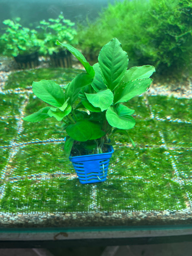 Vibrant Anubias Apple Green Aquarium Plant for Easy Low-Light Aquascaping