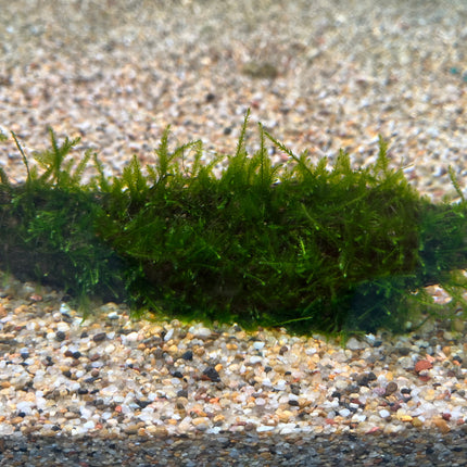 Premium Live Aquarium Moss on Natural Driftwood, Easy Care Aquatic Decor