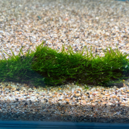 Premium Live Aquarium Moss on Natural Driftwood, Easy Care Aquatic Decor
