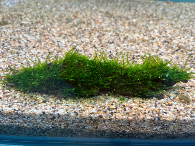 Premium Live Aquarium Moss on Natural Driftwood, Easy Care Aquatic Decor