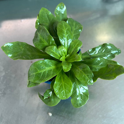 Vibrant Rorippa Aquatic Plant: Easy Care, Non-CO2 Midground Aquarium Specimen