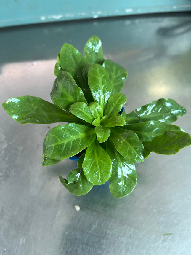 Vibrant Rorippa Aquatic Plant: Easy Care, Non-CO2 Midground Aquarium Specimen