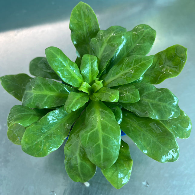 Vibrant Rorippa Aquatic Plant: Easy Care, Non-CO2 Midground Aquarium Specimen